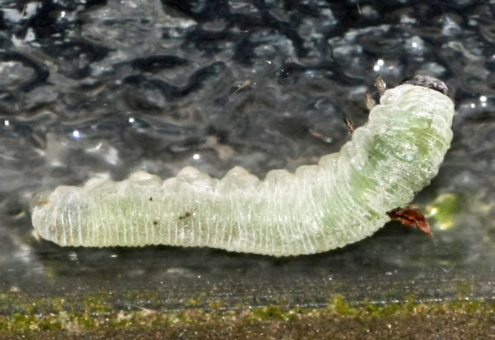 symphyta larva